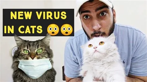 What is the cat virus in humans