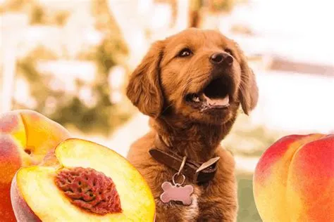 Can dogs eat peach