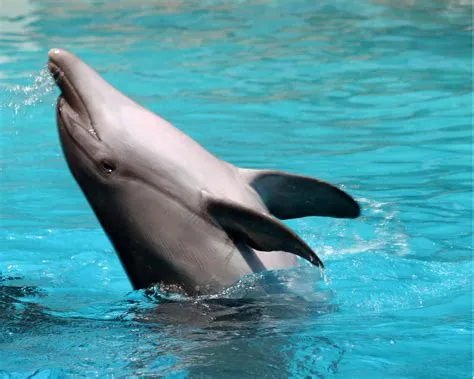 How do dolphins say hi