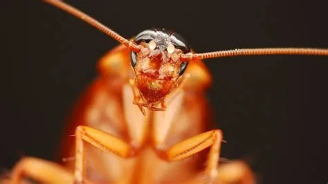 Why do cockroaches look scary