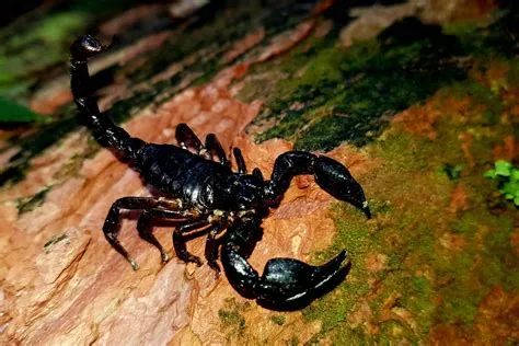 Who killed scorpion in mk 11