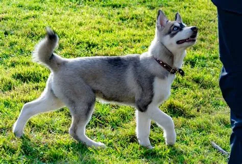 What is a mini husky called