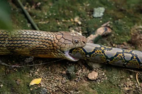 What eats a python