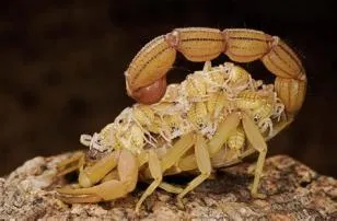 Who is scorpion mom?