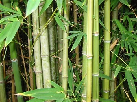 Can i get xp from bamboo