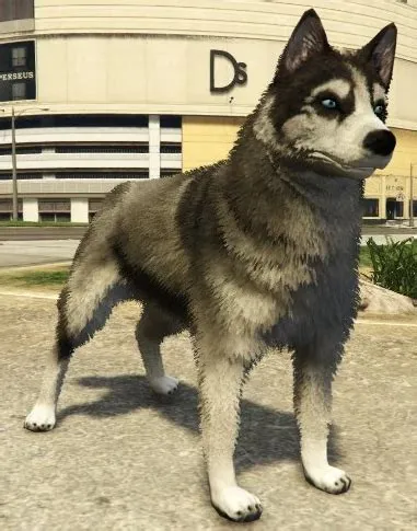 Where is the husky in gta 5