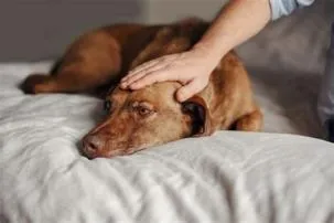 Do dogs feel pain?