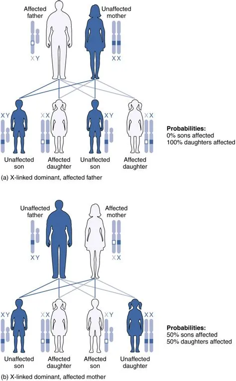 What genes do daughters get from fathers