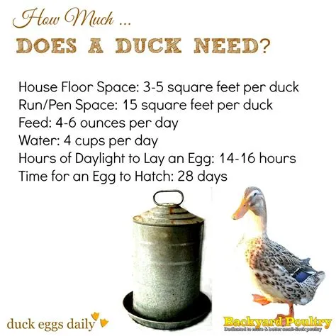 How much space does 1 duck need