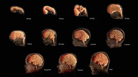 How much ram does a human brain have