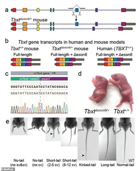 Do humans have dna for tails