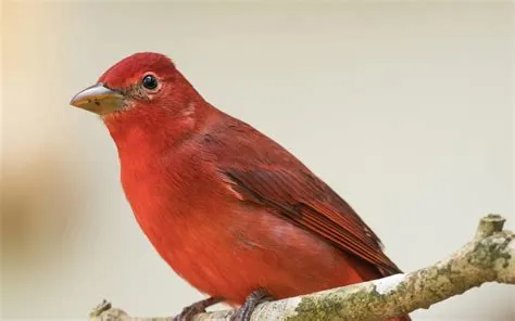 Are red birds only male