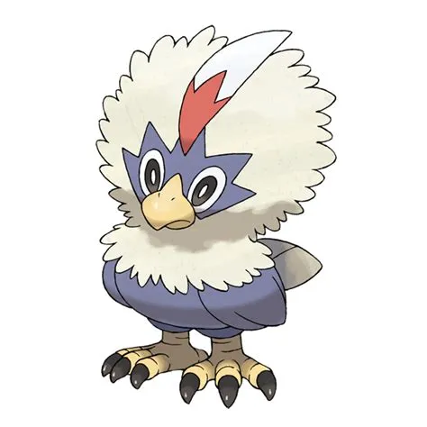 Is rufflet all male