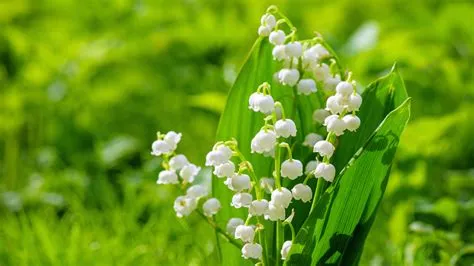 Is lily of the valley toxic