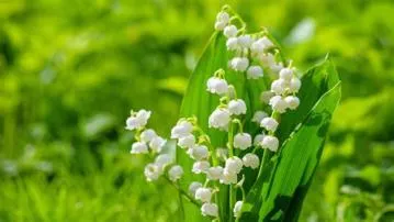 Is lily of the valley toxic?