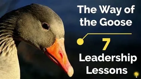 Which goose is the leader