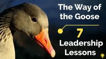 Which goose is the leader?