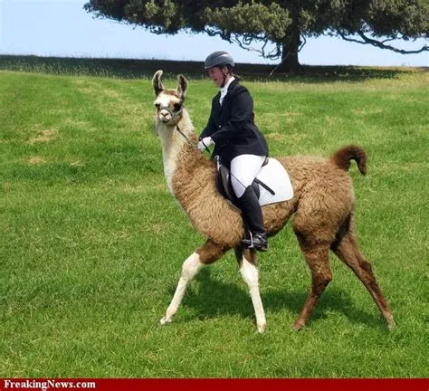 Can you ride a llama like a horse