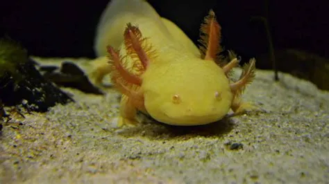 Which axolotl is rare