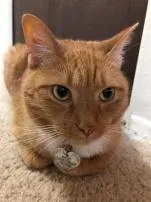 Are orange cats rare?