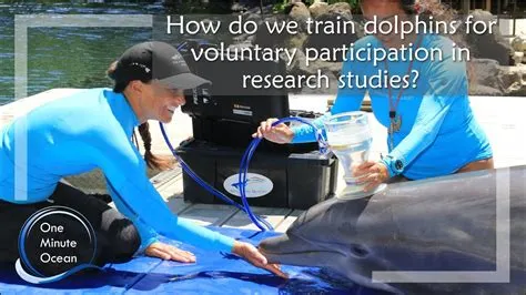 Is it ethical to train dolphins