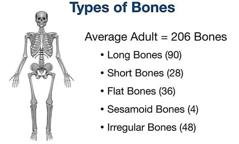 What age is 206 bones