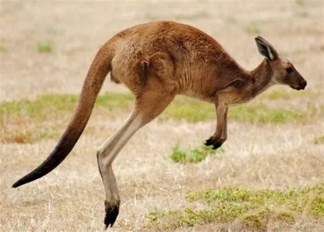 Which animal can hop name