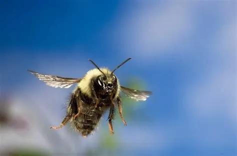 Can a male bee fly