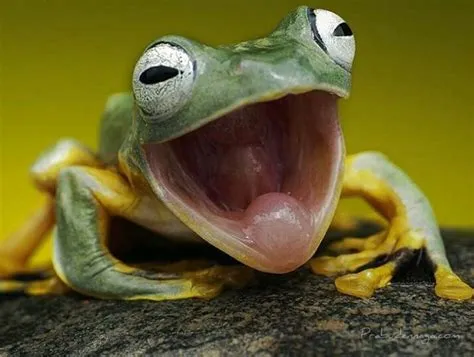 Why is the frog happy