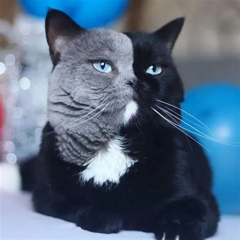 What is the rare 2 faced cat