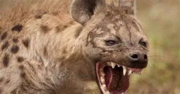 Is a hyena halal?