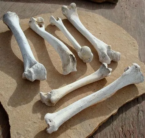 What animal is dry bones