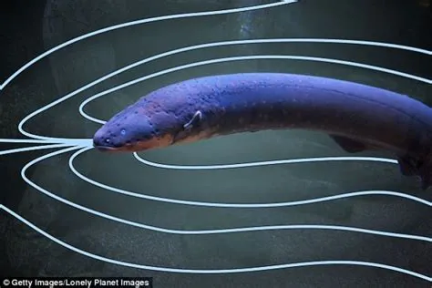 Why did eels become electric