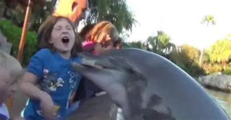 Has a dolphin ever attacked a human