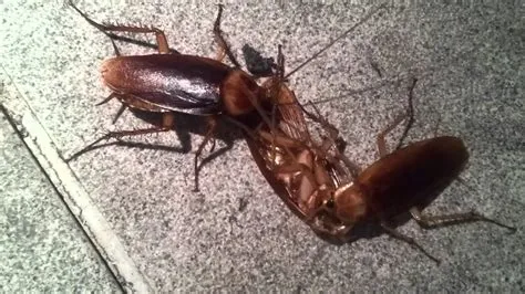 What if i ate a dead cockroach