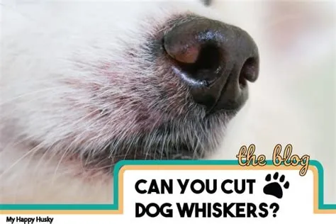 Is it okay to cut a dogs whiskers