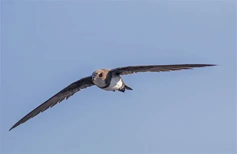 What bird can fly the longest