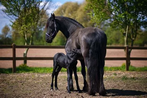 Is black horse rare