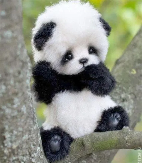 Is panda the cutest animal in the world