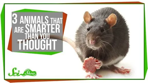 Are animals smarter than we think