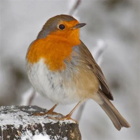 Which robin has red breast