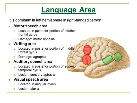 What part of the brain is the language