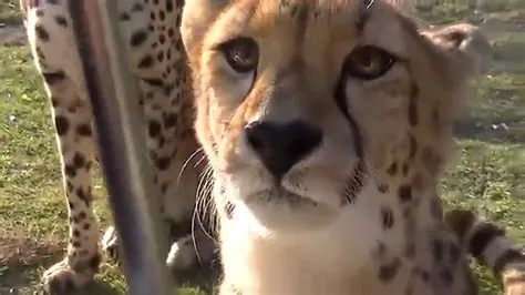 Is cheetah a meow or roar