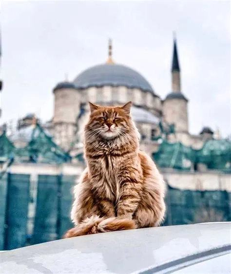 Can muslims own cats