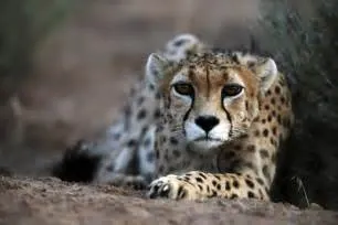 What is the rarest cheetah