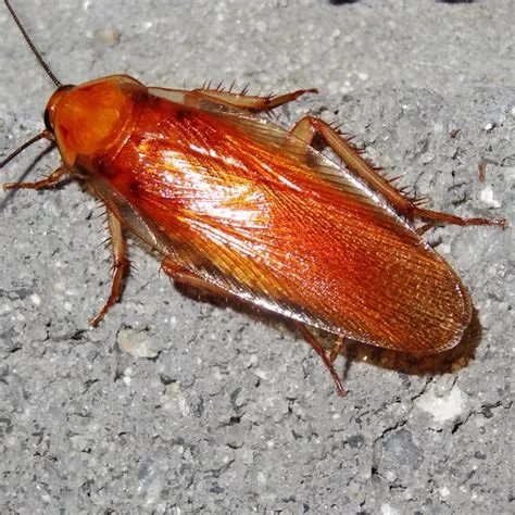 Is there a golden cockroach