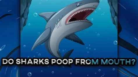 Do sharks poop bones