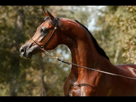 What breed is marwan al shaqab