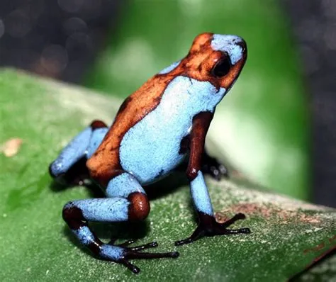 What is the most rarest frog