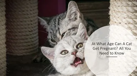 At what age can a cat get pregnant